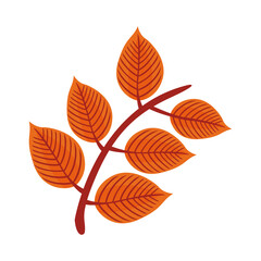 autum pinnate leaf flat style icon