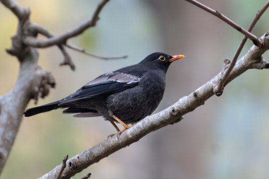 Grey-winged Blackbird photographed in Sattal, India
