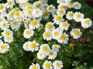 (Tanacetum oder Chrysanthemum parthenium) Mutterkraut. Zier- und Heilpflanze mit weiß...