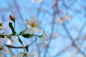 秋に静かに咲くさくら　風景　癒し　公園
