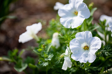 Small annual plant covered in white petunia flowers in cottage garden