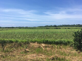 波照間島の農園の風景