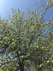 blossoming apple tree