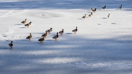 Wild ducks on the ice of a frozen pond.