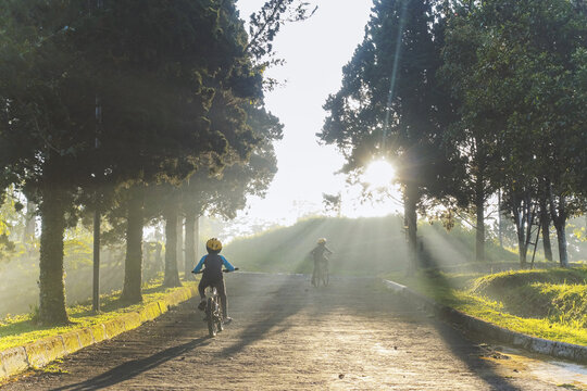 two boys riding a bike in the beautiful morning, foggy morning with ray of light through pine tree. soft focus image caused of fog                             