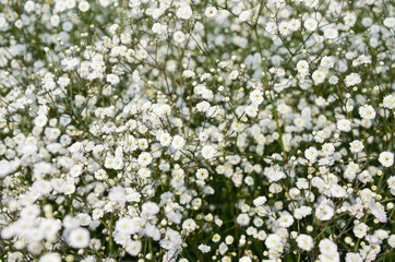 Gypsophila paniculata flower