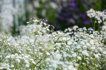 Gypsophila paniculata flower