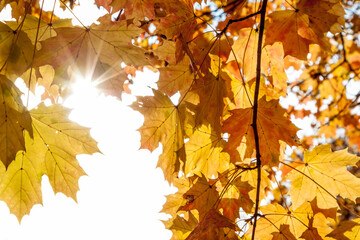 Autumn colored leaves, maple moss, Acer platanoides, on a sunny day