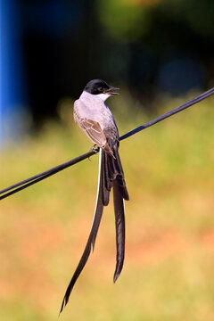 Fork-tailed Flycatcher (Tyrannus savana). Amazon Rainforest, Brazil