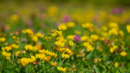 Colorful wild flowers. Green lawns and various kinds of wild flowers.