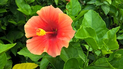closeup view of Hibiscus or rosemallow flower