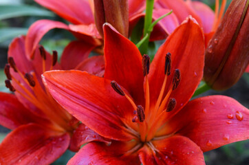 bright lilies in the garden