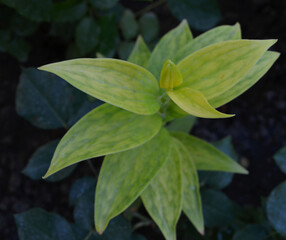green leaves on black background