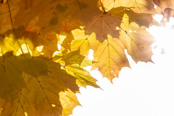 Autumn colored leaves, maple moss, Acer platanoides, on a sunny day