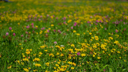 Colorful wild flowers. Green lawns and various kinds of wild flowers.