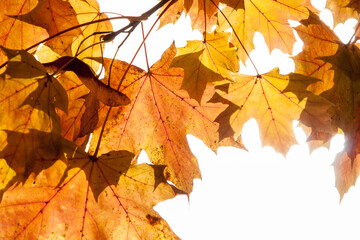 Autumn colored leaves, maple moss, Acer platanoides, on a sunny day