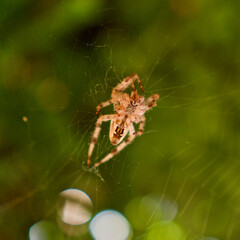 Orange garden spider on the web. Focus is on the spider.