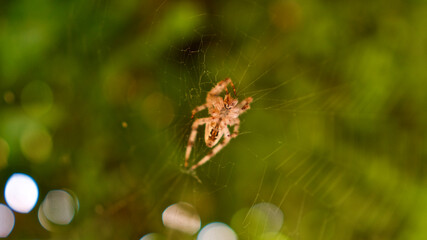 Orange garden spider on the web. Focus is on the spider.