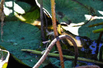 small dragonflies on a plant stem