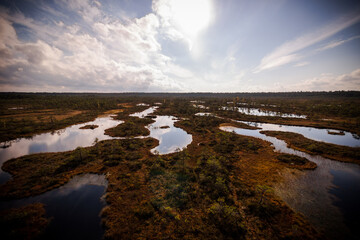 Bogs in swamp