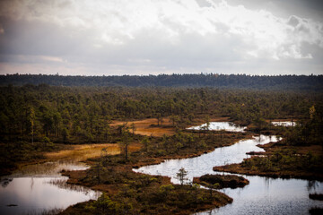 lake in the forest