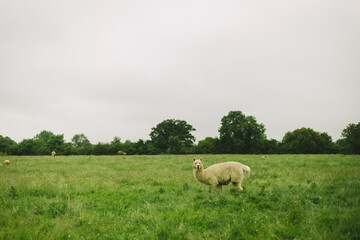 a white Huacaya, alpaca breed, walking around on a green farm meadow on a grey day