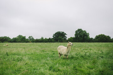 Fototapeta premium a white Huacaya, alpaca breed, walking around on a green farm meadow on a grey day