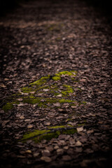 Roots covered in moss