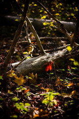 autumn leaves in the forest