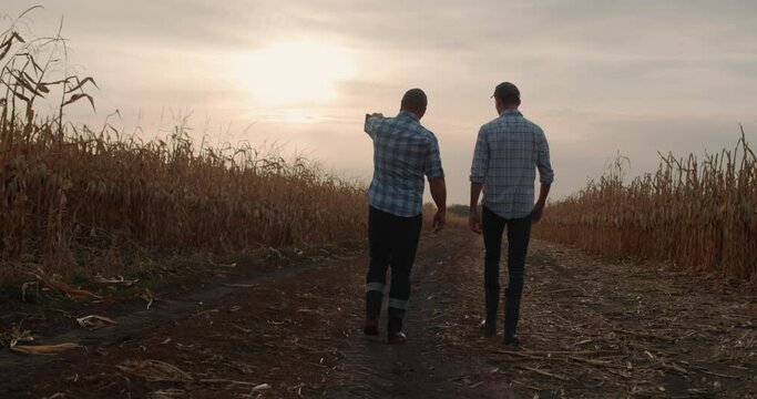 Two farmers walk along the road between the fields of ripe corn at sunset