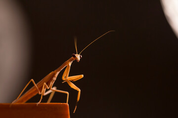 Mantis with arms down.