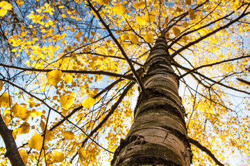 Fototapeta premium Silver birch, Betula pendula, autumn leaf color, tree crown view