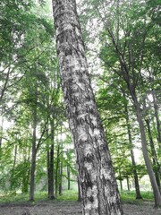 Schräger Birkenbaum mitten im Wald 