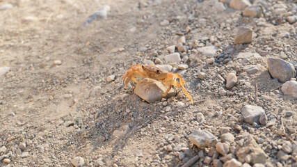 Orange crab walking on a stony road. Close up nature background. Interesting crustaceans inhabitants of the planet