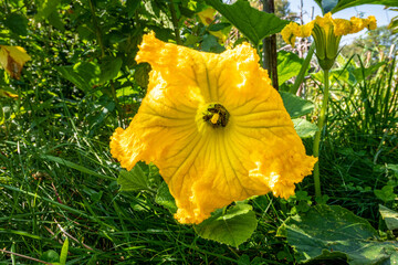 Kürbis Blüte (Cucurbita)
