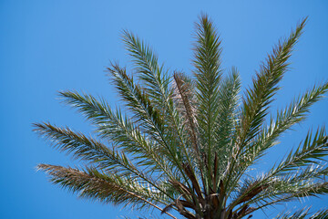 Obraz na płótnie Canvas Tropical palm leaves peaks. Green blue nature wallpaper. palm tree. Summer freshness. Copy space