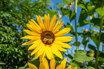 Sonnenblumen mit Bienen (Helianthus annuus)