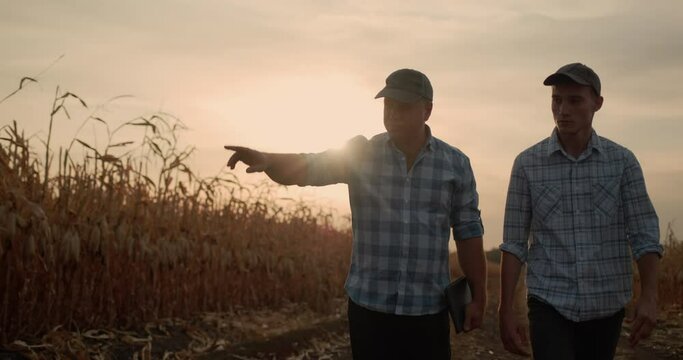 Two farmers walk along the road between fields of ripe corn