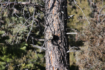 A Squirrel sit on a branch of a pine tree