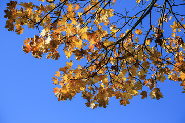 Herbstlicher Ahorn bei Sonnenlicht unter blauem Himmel