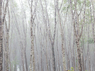 Rain in the rubber forest