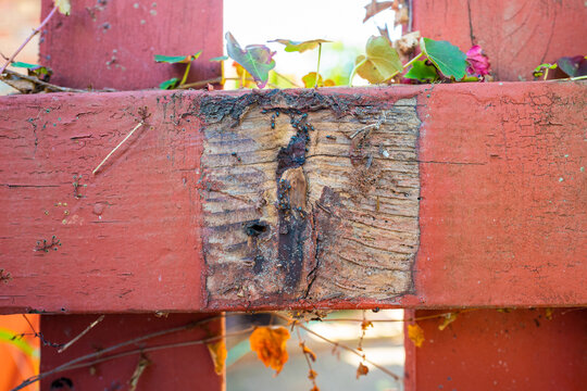 Carpenter Ants Inside Wood Fence.