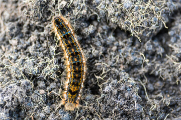Caterpillar - black and orange and yellow caterpillar ready to turn into a butterfly