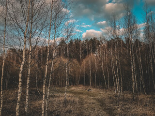 landscape with trees