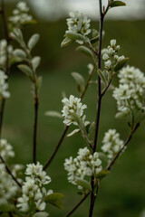blooming wild shadberry in spring 