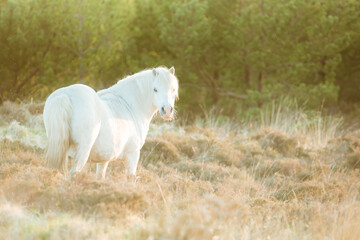 White horse - beautiful white stallion running on a meadow at dawn