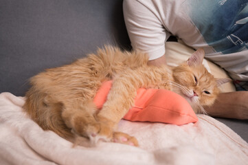 Fototapeta na wymiar 腕枕で寝る猫（マンチカン）