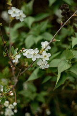 cherry blossoms in the garden in spring