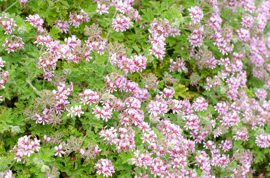 Blooming sweet-scented geranium with lovely blush pink flowers with distinctive purple markings on petals. It's also called the rose-scented geranium or old-fashioned rose geranium.
