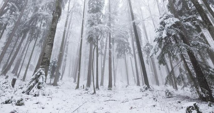 Snowy winter forest fairytale snowfall.